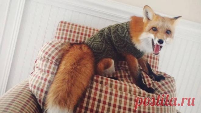 Содержание лисы в домашних условиях -  Сегодня на вопрос о том, какого бы домашнего питомца вы хотели завести, можно услышать разные ответы. Кто-то мечтает о собаке (узнайте, стоит ли заводить собаку), кто-то о хомячке, а кто-то не против того, чтобы завести в своём доме, ну совсем не домашнее животное. Скажем, к примеру, лису. Особенно об этом мечтают дети и подростки. Но, подходят ли лисы для домашнего содержания, стоит ли заводить в своём доме лисёнка, ведь, он, как напомним, всё-таки хищник?