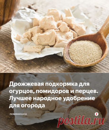 Дрожжевая подкормка для огурцов, помидоров и перцев. Лучшее народное удобрение для огорода | Любимая Дача | Яндекс Дзен