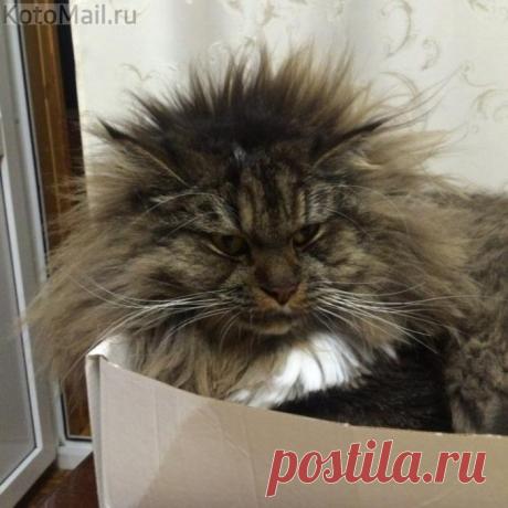 Когда лёг спать с мокрой головой...