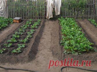 Следует ли перекапывать клубничные гряды? | 6 соток