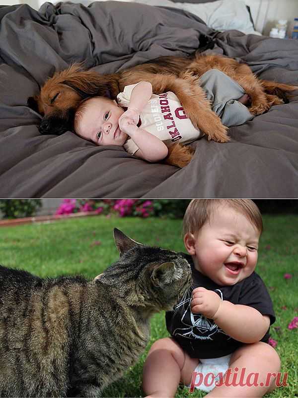 Смешные и милые зверушки.