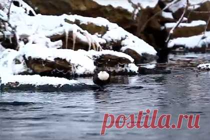 На Урале заметили редкую бегающую под водой птицу. На реке Большой Киалим в Челябинской области заметили редкую бегающую под водой птицу, оляпку. В нацпарке «Зюраткуль» она находится под особой охраной. Согласно оценкам экспертов, в горных районах области гнездится всего 40-60 пар оляпки. Плавать эти птицы не умеют, зато могут нырять и задерживать дыхание.