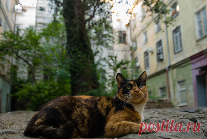Фотографія Трехцветный талисман одного одесского двора)) / Дмитрий Домбровский / photographers.ua