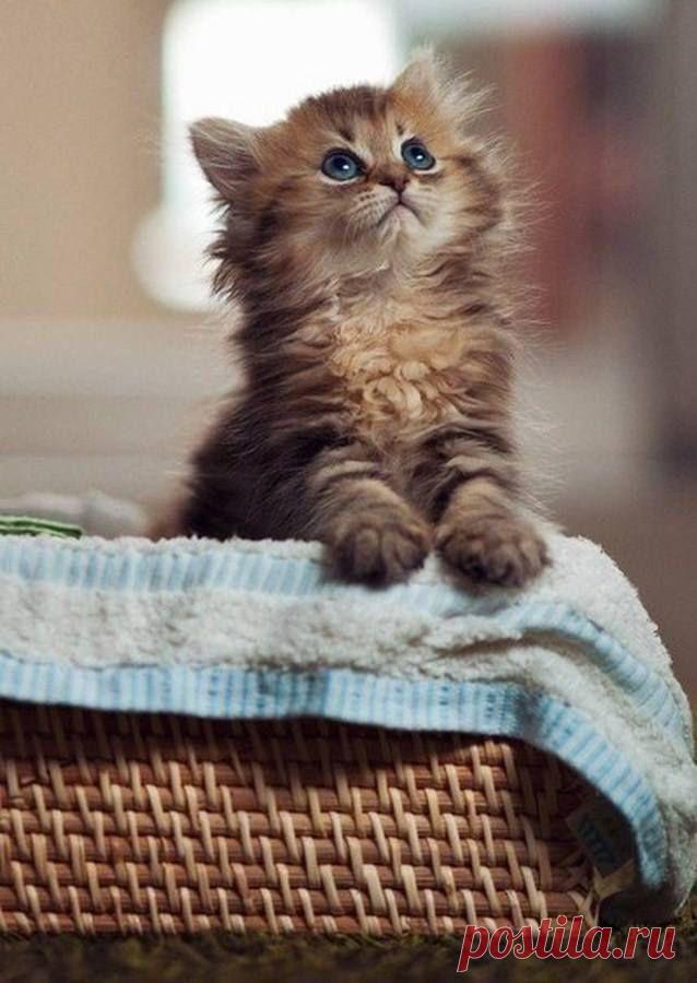 Коты – это ценнейший ресурс. Они уют вырабатывают.