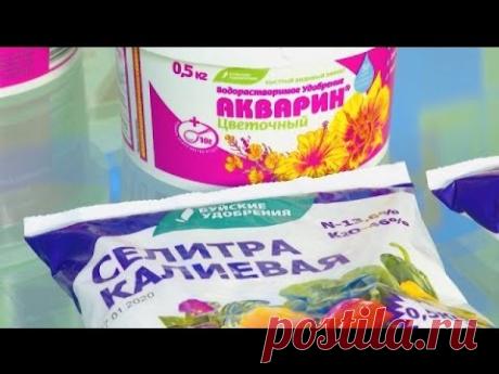 Питание рассады - вопрос серьезный. Без помощи "Буйских удобрений" тут не обойтись!