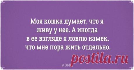 20 открыток о нелегкой жизни котов и их владельцев