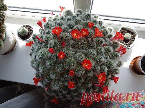 ЦВЕТУЩИЙ КАКТУС