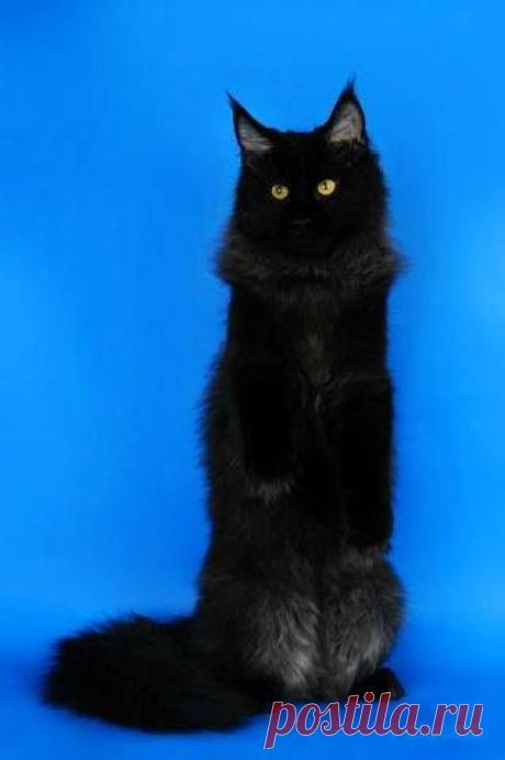 (2) Fotocats - о кошках