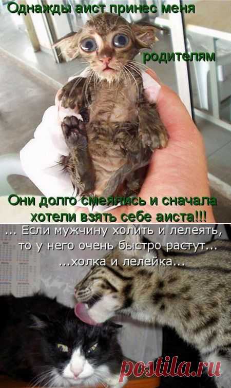 Смешные коты | Дамская копилка