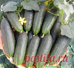 Огурец Балконный F1 семена - низкая цена, описание, отзывы, продажа