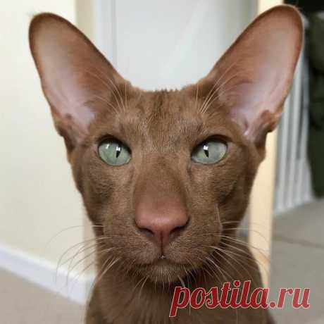 Васо Котидзе)