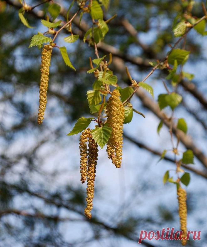 мне береза дарила сережки....