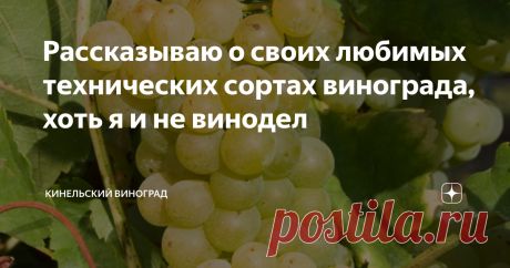 Рассказываю о своих любимых технических сортах винограда, хоть я и не винодел Несколько лет назад у нас в питомнике была огромная коллекция саженцев технических сортов, буквально, на все вкусы. Можно было отыскать виноград нашей отечественной селекции, французские итальянские, ранние, поздние сорта – всё что душе угодно. Но почему-то они не пользовались большим спросом.
Наконец в питомнике устали двигать контейнеры с «технарями» по площадке, убирать их на хранение,