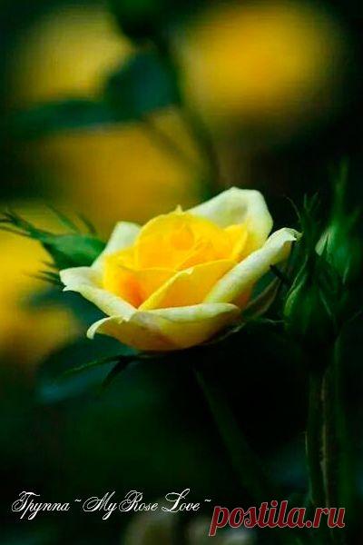 Мир тому, кто не боится ослепительной Мечты,
Для него восторг таится, для него цветут цветы..

© Константин Бальмонт