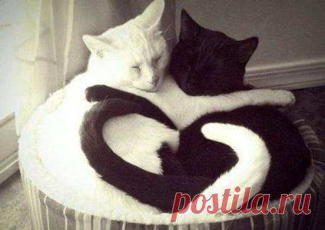 Любовь одна на двоих | KotoMail.ru