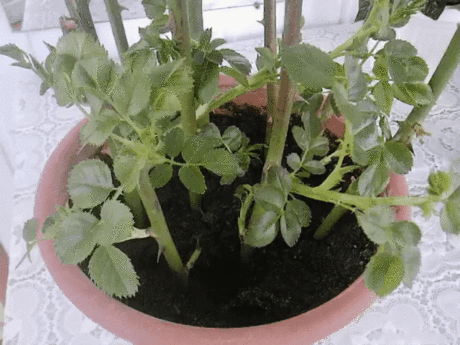 Супер-средство "Тройчатка" для проращивания роз.