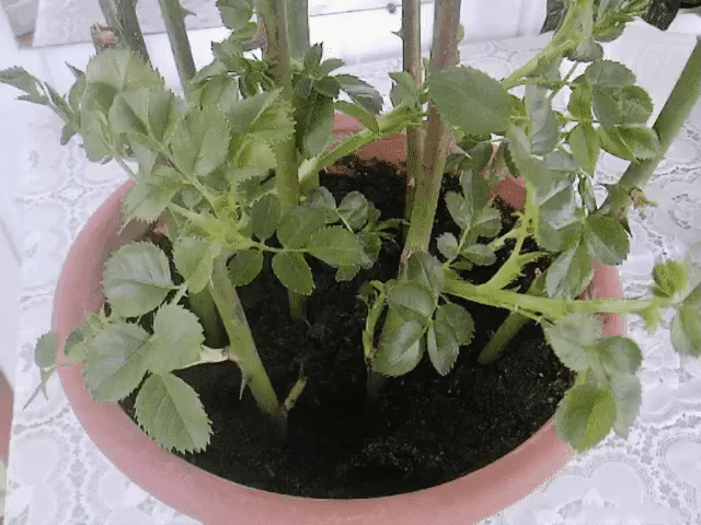 Супер-средство 