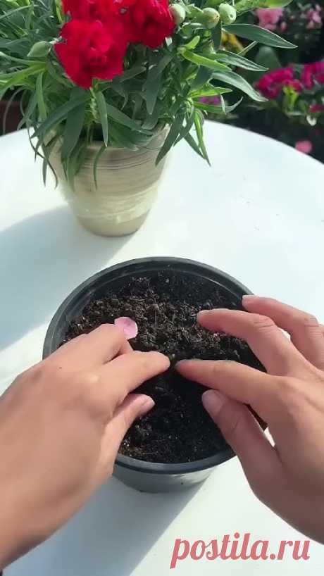 अधिक बागवानी योजनाओं के लिए Subscribe to our Official You tube Channel Directorate of Horticulture, Haryana  :- https://www.youtube.com/channel/UCZyo2nzZhfzy...