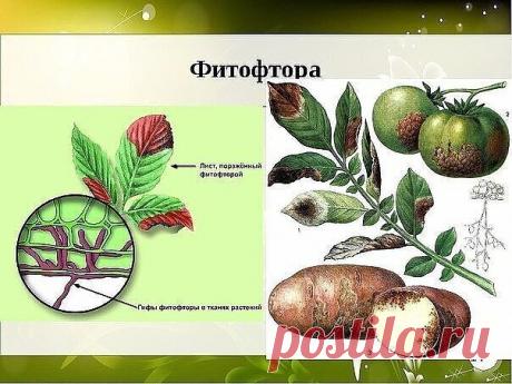 #ОвощеводствоПарники

БОРЬБА С ФИТОФТОРОЙ НА ПОМИДОРАХ - САМЫЕ ЭФФЕКТИВНЫЕ СРЕДСТВА 
 
1. Чесночные опрыскивания 
Споры гриба погибают от чеснока. Первое опрыскивание надо провести перед образованием завязи, второе — через 10 дней после первого. Затем, если вы будете раз в 12-15 дней опрыскивать кусты томатов чесночным настоем, то результат будет. 
Рецепт: На 10 литров воды — 1-1,5 стакана размельчённых головок и побегов чеснока (мезги) + 1,5-2 г марганцовки. Чеснок в воде...