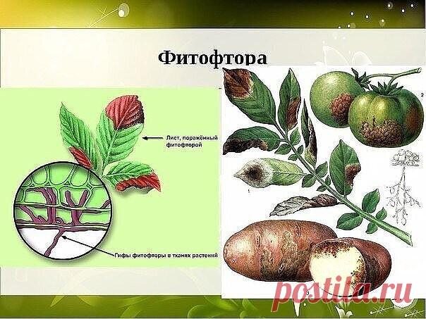 #ОвощеводствоПарники

БОРЬБА С ФИТОФТОРОЙ НА ПОМИДОРАХ - САМЫЕ ЭФФЕКТИВНЫЕ СРЕДСТВА 
 
1. Чесночные опрыскивания 
Споры гриба погибают от чеснока. Первое опрыскивание надо провести перед образованием завязи, второе — через 10 дней после первого. Затем, если вы будете раз в 12-15 дней опрыскивать кусты томатов чесночным настоем, то результат будет. 
Рецепт: На 10 литров воды — 1-1,5 стакана размельчённых головок и побегов чеснока (мезги) + 1,5-2 г марганцовки. Чеснок в воде...