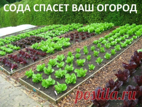 Сода спасёт ваш огород. 
Сода – один из помощников дачника, которую можно без проблем приобрести в любом продуктовом магазине. Сфера применения ее столь широка, что без сомнений, этот продукт необходимо обязательно включить в список товаров первой необходимости в начале дачного сезона, и даже раньше! Дело в том, что без обычной пищевой соды вообще сложно представить себе современный огород, поскольку она может помочь практически в любой ситуации. 
Так, например, если вы выращиваете на своем да