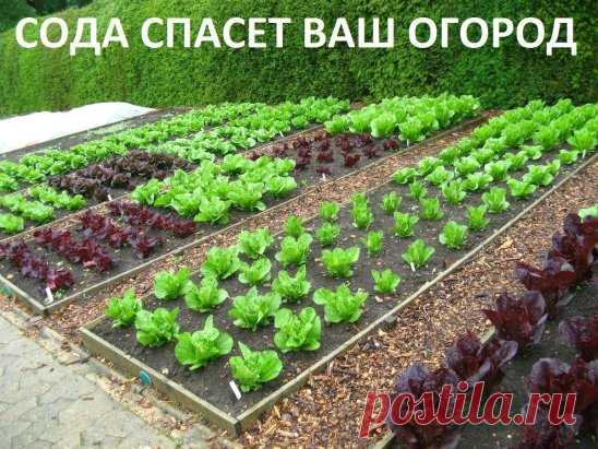 Сода спасёт ваш огород. 
Сода – один из помощников дачника, которую можно без проблем приобрести в любом продуктовом магазине. Сфера применения ее столь широка, что без сомнений, этот продукт необходимо обязательно включить в список товаров первой необходимости в начале дачного сезона, и даже раньше! Дело в том, что без обычной пищевой соды вообще сложно представить себе современный огород, поскольку она может помочь практически в любой ситуации. 
Так, например, если вы выращиваете на своем да