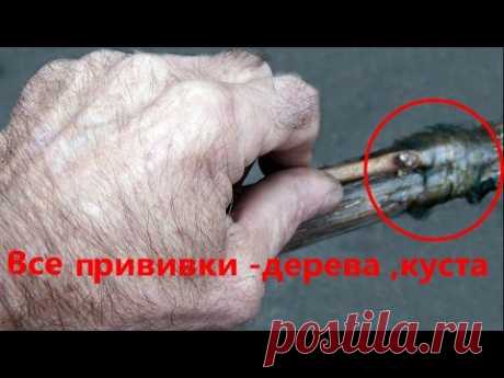 Прививкаи   деревьев,кустарников-все  способы  для чайника