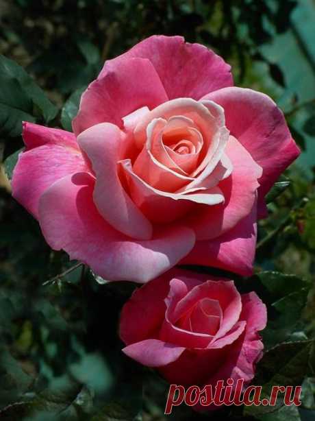 Gorgeous and Delicate Beauty! like porcelain.  |  Pinterest: инструмент для поиска и хранения интересных идей