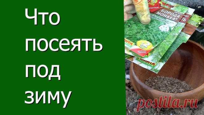 Главный секрет вечнозеленого укропа