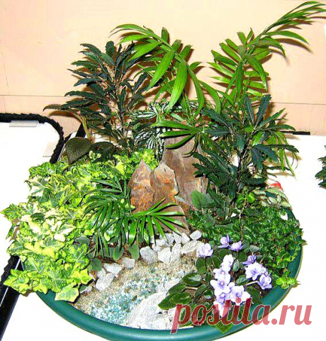 ЭНЦИКЛОПЕДИЯ КОМНАТНЫХ РАСТЕНИЙ