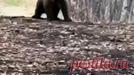 Когда медвежонок танцует лучше тебя! 😃