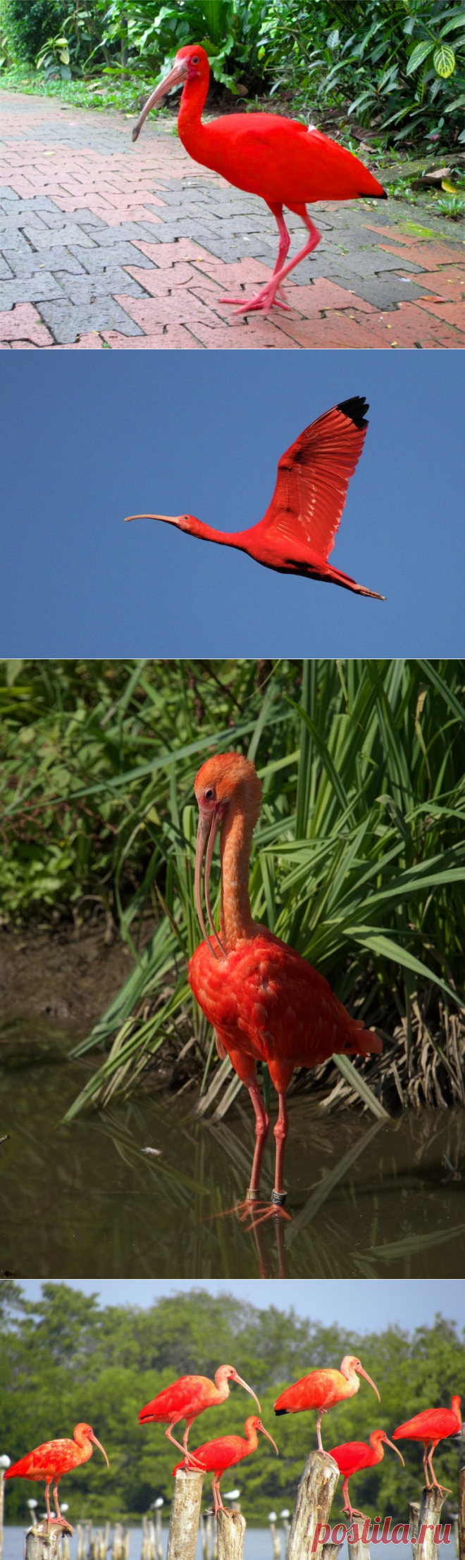 Красный ибис - огненная красота - Путешествуем вместе