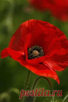 Макросъемка мака