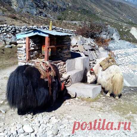 На водопое.
#гималаи,#непал,#яки,#горы,#водопой,#животные,#природа,#путешествия.