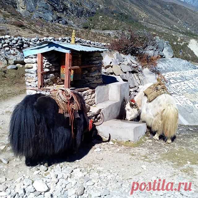 На водопое.
#гималаи,#непал,#яки,#горы,#водопой,#животные,#природа,#путешествия.