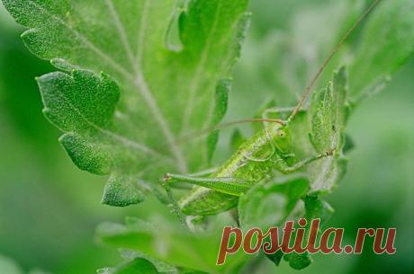 Яркие фотографии Николая Кузнецова — Фотоискусство