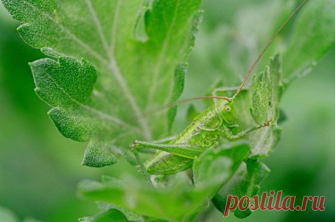 Яркие фотографии Николая Кузнецова — Фотоискусство