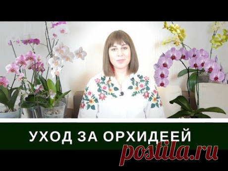 Уход За Орхидеей Фаленопсис: Мой Удачный Опыт