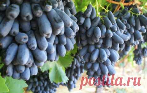 Свит Сапфир, или Как наши виноградари обманули американцев В интерне ...