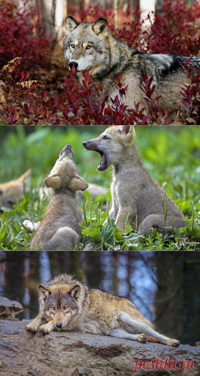 Волк. Закон стаи