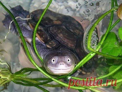 Константин Байдин
Самая фотогеничная в мире черепаха: