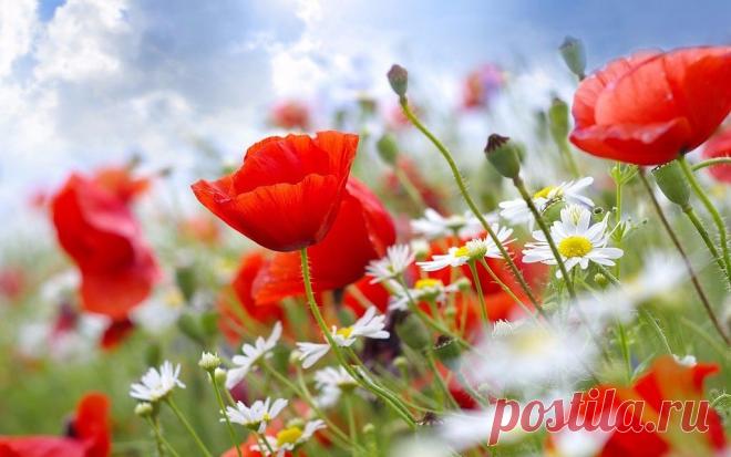 (48) Одноклассники