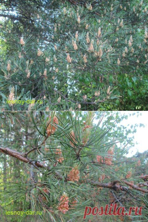 Сосновая пыльца | Лесная кладовая