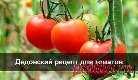 ДЕДОВСКИЙ РЕЦЕПТ ДЛЯ ТОМАТОВ
Рецепт очень прост.
В трехлитровую банку заливают2,6-2,7 л воды без хлора (отстоянной), добавляют 100 г разведенных теплой водой дрожжей и 0,5 ст. сахара. Накрыв марлей, держат банку в тепле, время от времени взбалтывая содержимое. Раствор готов, когда закончится брожение.
Один стакан разводят в 10 л воды и поливают растения по 1 л под каждый куст. За лето проводят три таких подкормки.
В итоге урожай получили отменный! Кусты томатов выросли мощ...