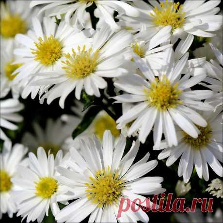 Без названия. Альбом цветы - 7 фото. Фотографии LIVE ART.