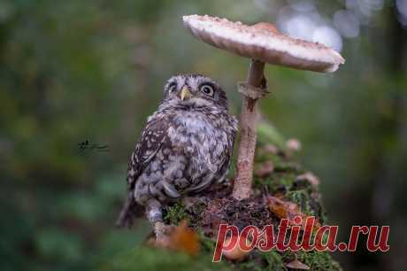 Птичий позитив. Совушки.