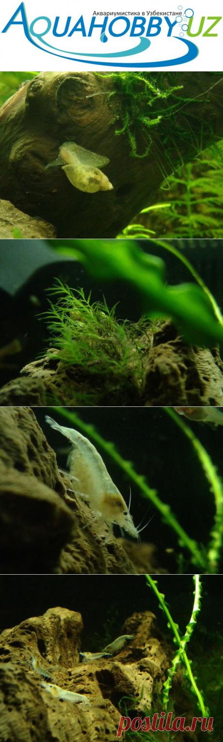 Мой новый 100 литровый аквариум - Страница 7 - Наши аквариумы - Аквариумистика в Узбекистане