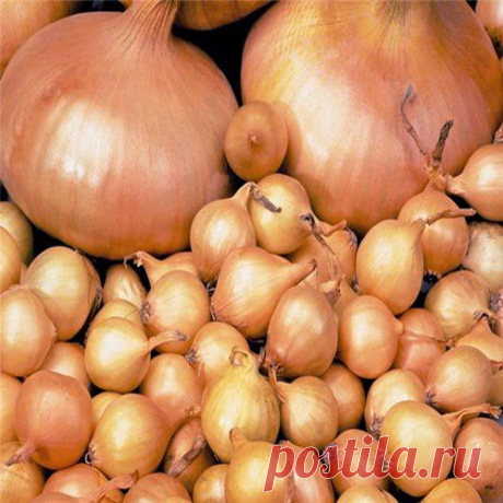 Лучок семенами | Друг пенсионера