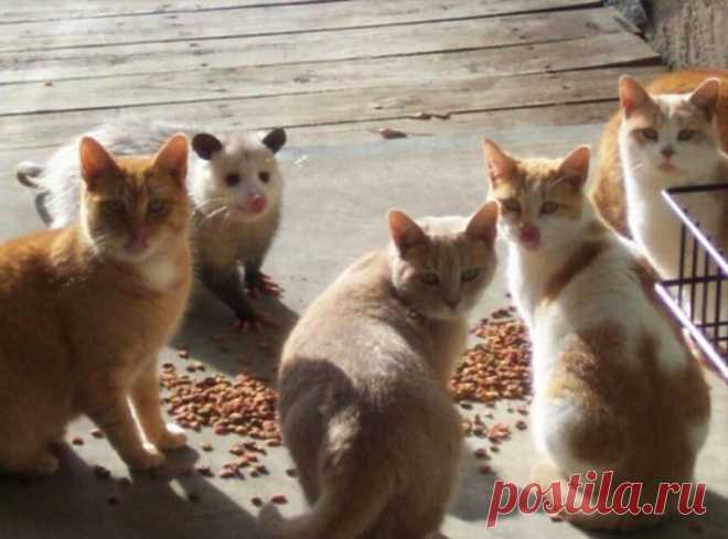 Когда кто-то лишний / Всё самое лучшее из интернета