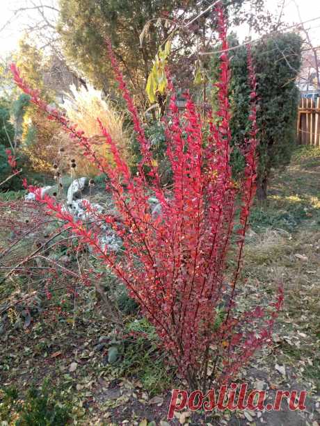 Барбарис Тунберга «Ред Пилар», «Красный столб» (Berberis thunbergii «Red Pillar») осенью
